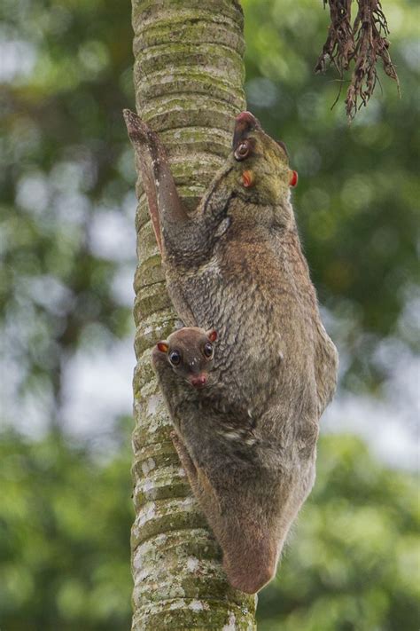 Telekom malaysia berhad (tm), is the national connectivity and digital infrastructure provider and malaysia's leading integrated telco. Sunda or Malayan Flying Lemur or Malayan Colugo (female ...