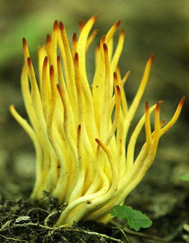 Ramariopsis Fusiformis Photo By Mark Prosser Via Flickr At Pandapas