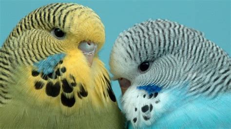 Bbc Earth When One Budgie Yawns Other Budgies Yawn Too