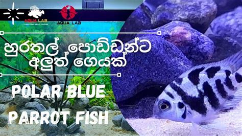 Polar Blue Parrot Cichlid Tank Setup In සිංහල Step By Step Youtube