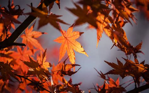 3840x2400 Autumn Leaves 4k 5k 4k Hd 4k Wallpapers Images Backgrounds