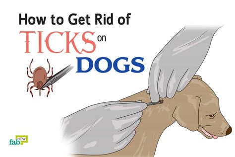 A chicken coop can get very hot in some areas, so owners need to keep them ventilated. How to Remove a Tick from a Dog | Fab How