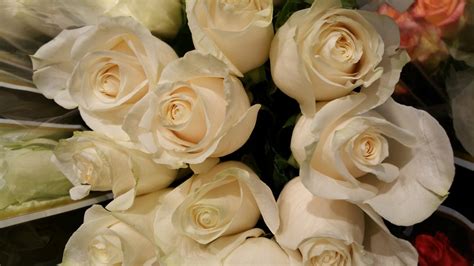 White Roses Free Stock Photo Public Domain Pictures