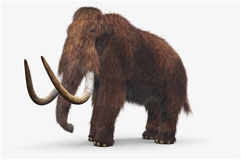 Inside The Quest To ‘de Extinct Mammoths