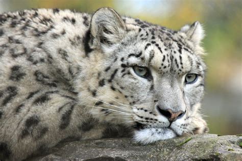 Snow Leopard Marwell Zoo Philip Harris Flickr