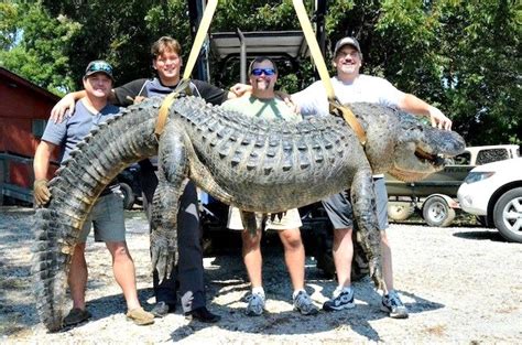 Alligator Weighing Almost 700 Lbs Caught In Mississippi Biz India