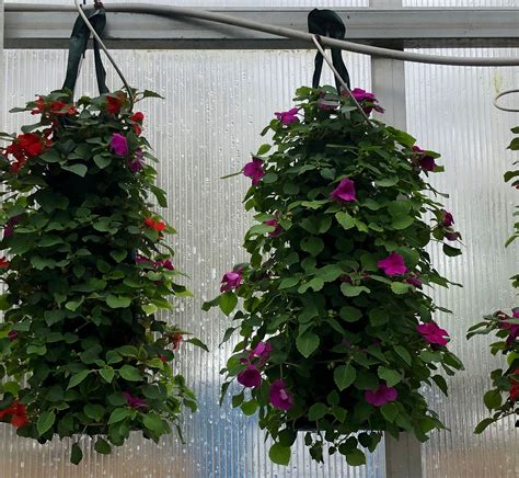 2030 Hanging Flower Bags With Flowers