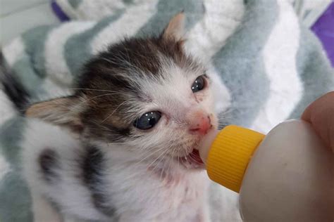 Caring For Neonatal Kittens Paws For Compassion