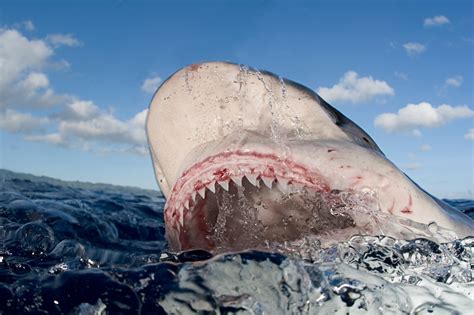Five Myths About Sharks The Washington Post