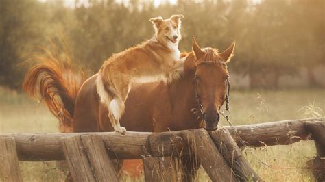 Horses Copy Their Canine Pals When Engaging In Play Iflscience