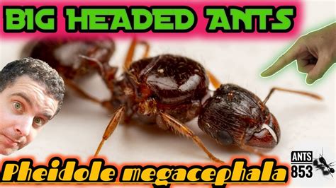 Pheidole Megacephala Ecology And Care Guide Youtube