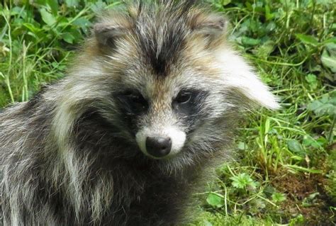 Check Out The Common Raccoon Dog The Wolf Center