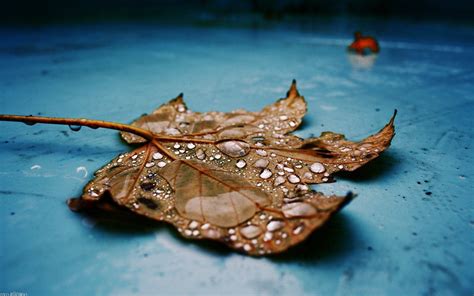 Nature Macro Leaves Water Drops Wallpapers Hd Desktop And Mobile