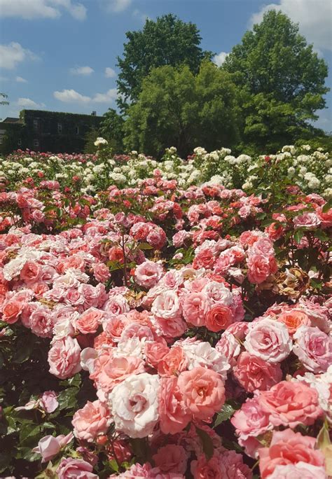 Queen Marys Rose Garden Regents Park Beautiful Places To Travel