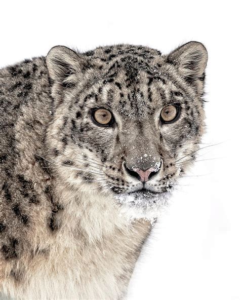 Snow Leopard Portrait Photograph By Wes And Dotty Weber Fine Art America