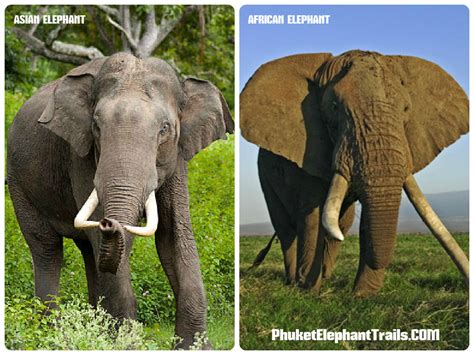 african elephant vs asian elephant