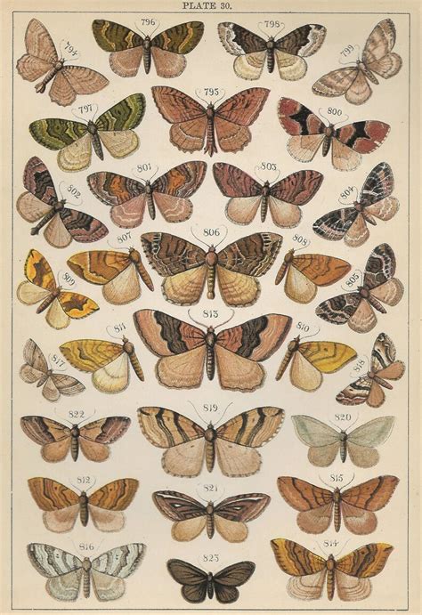 Vintage Butterflies Moths Insects Printables 300dpi Etsy