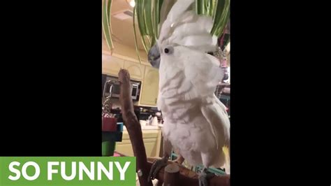 Festive Cockatoo Sings And Dances To Christmas Music Youtube