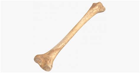 3d Human Tibia Bone 01 Model