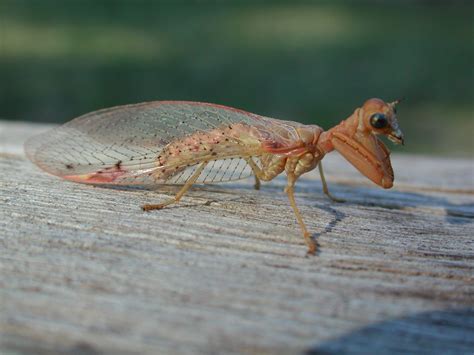 Biologia Dos Insetos Neuroptera