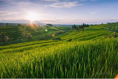 Sawah Bali Pertanian Desa Sumber Indonesia Pemandangan