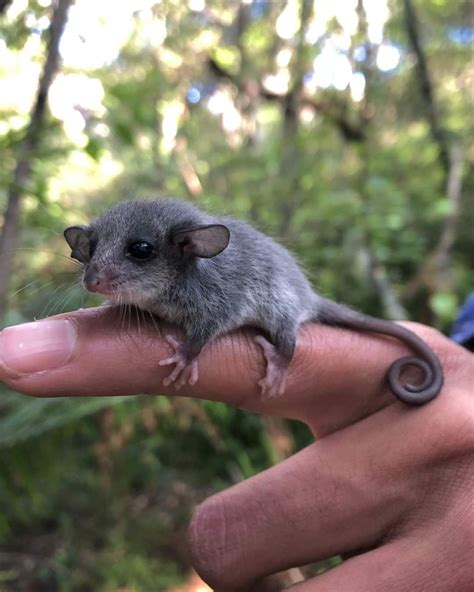 Baby Eastern Pygmy Possum Found Years After Local Reintroduction R