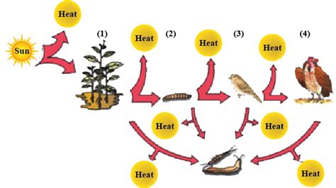 Trophic Levels Are Formed By Only Plants