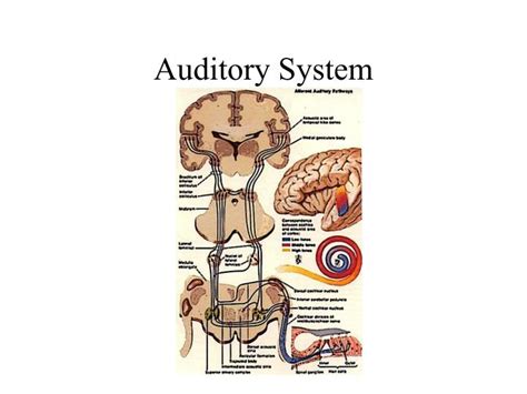 Ppt Auditory System Powerpoint Presentation Free Download Id3414473
