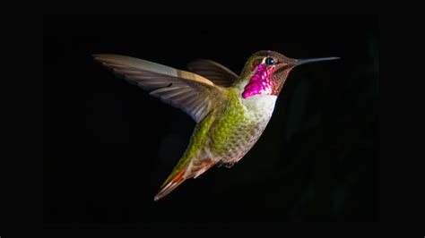 Free Download Bird Hummingbird Hummingbird 2880x1800 For Your