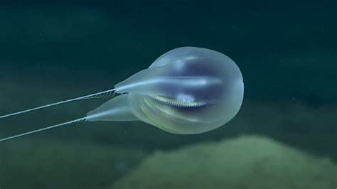 American heritage® dictionary of the . Scientists identify a new deep sea creature using high ...
