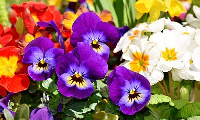 Our pinterest summer board is blooming with flowers on pinterest. Seasonal Gardening - March in the Flower Garden