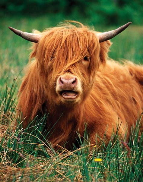 Highland Cattle Can Be Used For Fiberspinning By Brushing Out