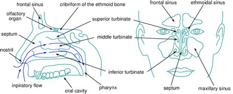 Anatomy Of Nasal Cavity