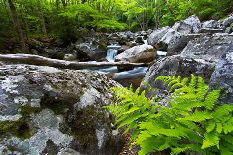 Big Creek Ferns Ferns Growing In Between Large Boulders Ab Flickr