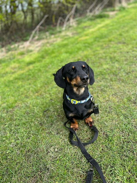 Help A Dachshund In Crisis - Dachshund Rescue UK