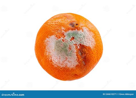 Closeup Photo Of Rotten Orange Fruit Isolated On White Background
