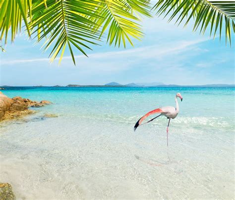 Flamingo In A Tropical Beach Stock Image Image Of Beach Ocean 110694007
