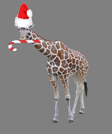 Christmas Giraffe With Santa Hat Digital Art By Stacy Mccafferty Pixels