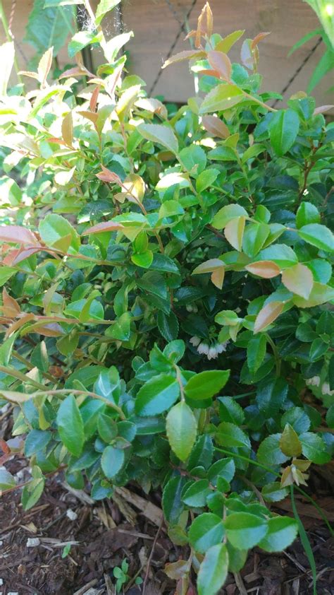 Photo Of The Entire Plant Of Evergreen Huckleberry Vaccinium Ovatum