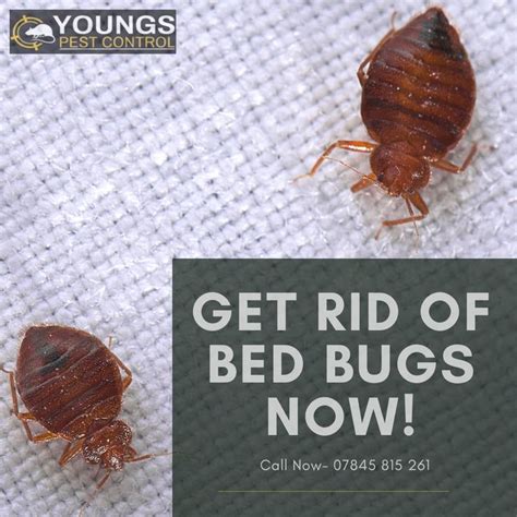 Bed Bug Removal Services Bed Bugs Pest Control Services Bed Bug Bites