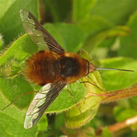 Large Bee Fly Bombylius Major We Get A Lot Of These Furr Flickr