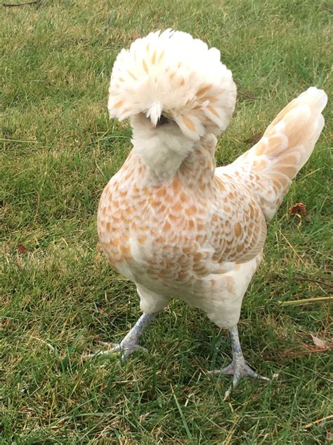 Beautiful Ornamental Chicken Breeds Feed Blog