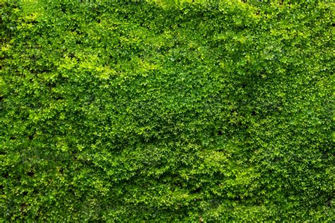 Green Moss Background Mossy Texture 3348621 Stock Photo At Vecteezy
