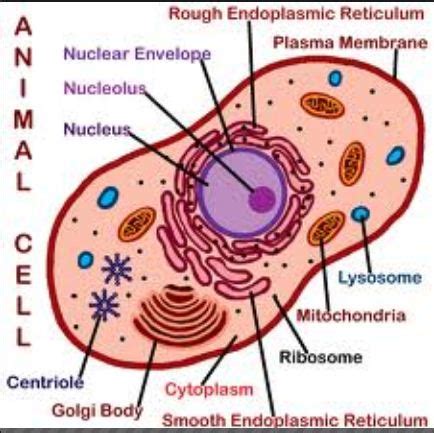 Organelle description function animal, plant or both cell wall rigid, tough, made of cellulose protects and supports the cell plant. Animal Cell Model Diagram Project Parts Structure Labeled ...
