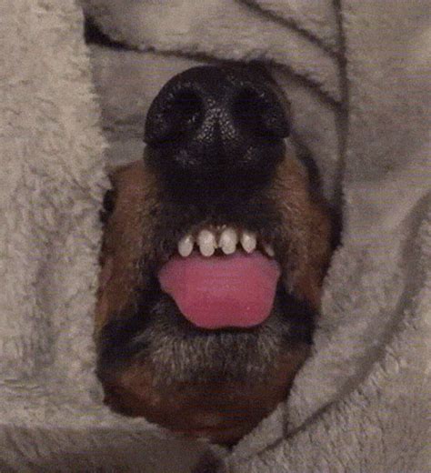 This Online Community Shares The Silliest Dog Photos Where Their Teeth