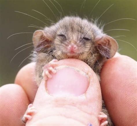 Little Pygmy Possum Found On Kangaroo Island After Fears Of Decimation