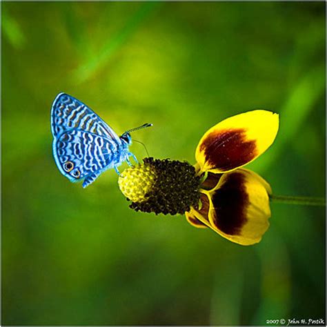 Awesome Butterflies Butterflies Photo 17033429 Fanpop