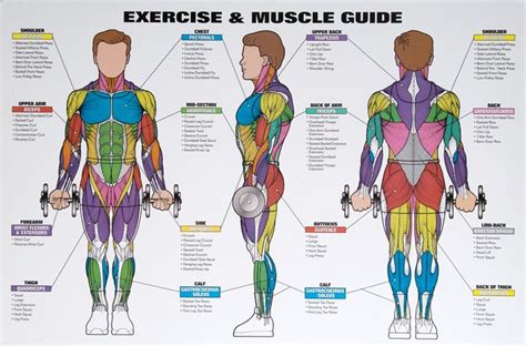 Mens Exercise And Muscle Guide Chart