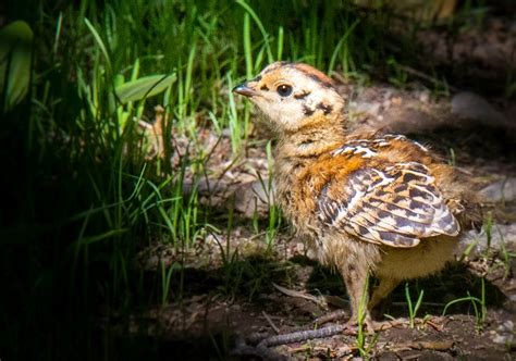 Spruce Grouse Chick By Pauljoslin
