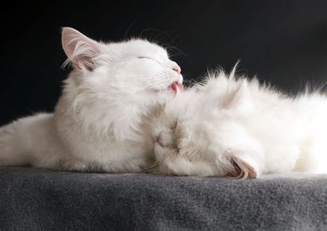 It is an entirely typical thing in cats. Why Do Cats Groom Each Other? (the Answer Will Surprise ...